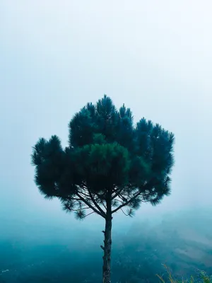 Solitary Pine Treein Mist4 K Wallpaper