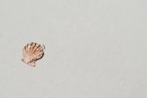 Solitary Seashellon Sand.jpg Wallpaper