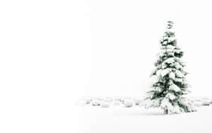 Solitary Snow Covered Tree Wallpaper