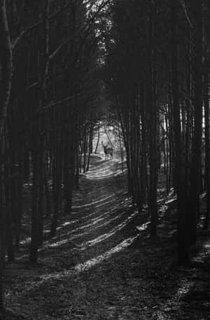 Solitary Stagin Forest Path.jpg Wallpaper