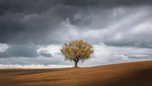 Solitary Tree Against Stormy Skies Wallpaper