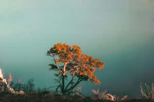 Solitary_ Tree_ Against_ Twilight_ Sky Wallpaper