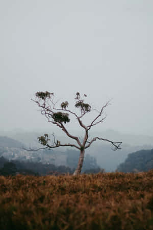 Solitary Tree Autumn Mist Wallpaper