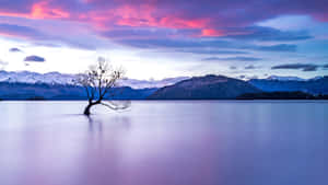 Solitary Tree Lake Dusk4 K Wallpaper