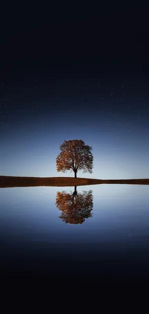 Solitary Tree Starry Night Reflection Wallpaper