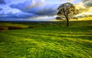 Solitary Tree Sunset Landscape.jpg Wallpaper