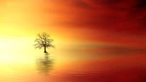 Solitary Tree Sunset Reflection Wallpaper