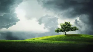 Solitary_ Tree_ Under_ Stormy_ Skies_4 K Wallpaper
