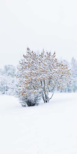 Solitary Treein Snowy Landscape.jpg Wallpaper