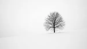 Solitary Winter Tree Minimalism Wallpaper