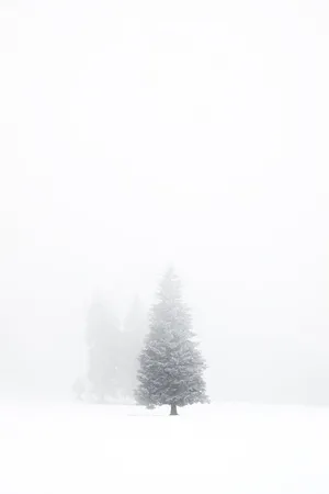 Solitary Winter Tree Minimalist Aesthetic.jpg Wallpaper