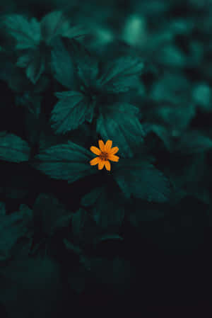 Solitary Yellow Flower Dark Green Leaves4 K Wallpaper