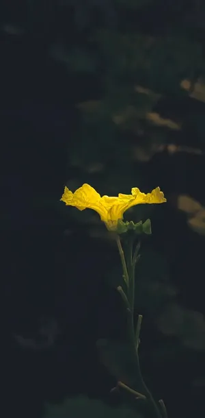 Solitary_ Yellow_ Flower_ Moody_ Background.jpg Wallpaper