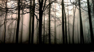 Solitude In Nature - Misty Dark Forest Wallpaper