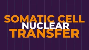 Somatic Cell Nuclear Transfer Wallpaper