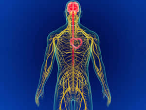 Somatic Nervous System Outline Wallpaper