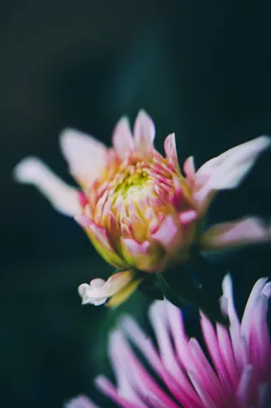 Somatic Purple Flower Wallpaper