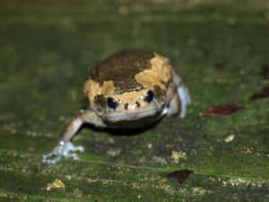 South_ Asian_ Brown_ Frog_ On_ Green_ Surface.jpg Wallpaper