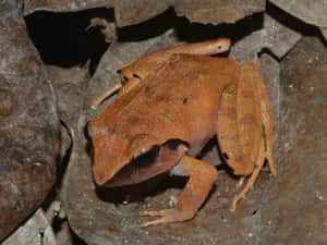 South Asian Brown Frog On Leaves.jpg Wallpaper