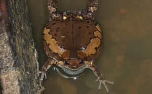 South Asian Brown Frog Water Edge.jpg Wallpaper