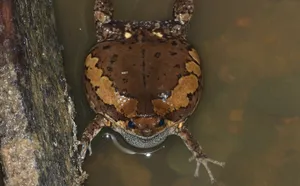 South Asian Brown Frog Water Edge.jpg Wallpaper