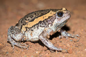 South Asian Bullfrog Camouflage.jpg Wallpaper