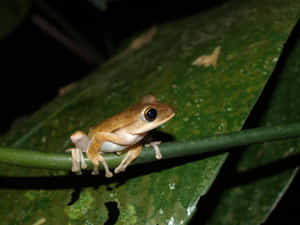 South Asian Frog On Green Leaf Wallpaper