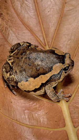 South_ Asian_ Frog_ On_ Leaf Wallpaper