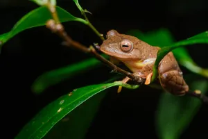 South Asian Frogon Green Leaf Wallpaper