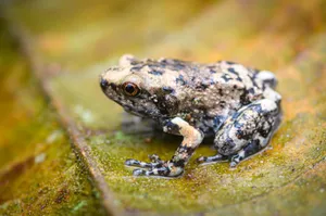 South Asian Frogon Leaf Wallpaper