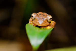 South Asian Frogon Leaf Wallpaper