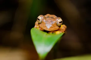 South Asian Frogon Leaf Wallpaper