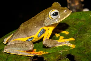 South Asian Yellowand Black Frogon Leaf Wallpaper