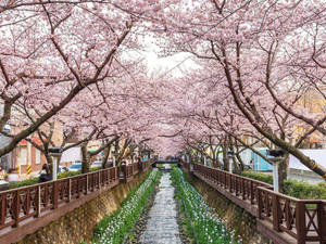 South Korea Cherry Blossom Festival Wallpaper
