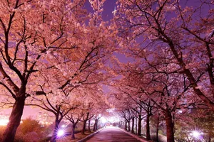 South Korea Park With Cherry Blossoms Wallpaper