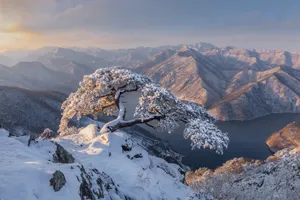 South Korea Snow Wallpaper