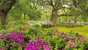 South Korea Spring Garden Hd Wallpaper