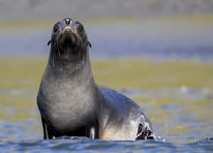 Southern Fur Seal Emerging From Water.jpg Wallpaper