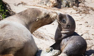 Southern Fur Seal Motherand Pup Affection Wallpaper