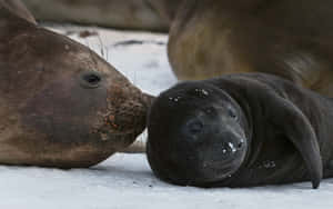 Southern Fur Seal Motherand Pup Wallpaper