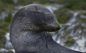 Southern Fur Seal Portrait Wallpaper