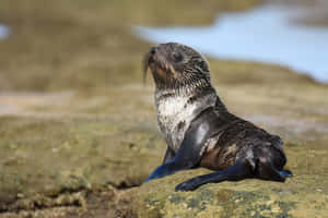 Southern Fur Seal Pup Restingon Rock Wallpaper