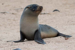 Southern Fur Seal Pup Restingon Sand Wallpaper