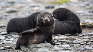 Southern Fur Seal Pup Restingon Shore Wallpaper