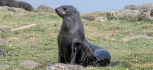 Southern Fur Seal Restingon Grassy Terrain Wallpaper