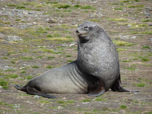 Southern Fur Seal Restingon Land Wallpaper