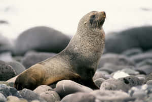 Southern Fur Seal Restingon Rocks.jpg Wallpaper