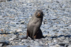 Southern Fur Seal Restingon Rocks.jpg Wallpaper