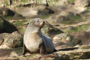 Southern Fur Seal Restingon Rocks Wallpaper