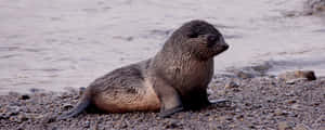 Southern Fur Seal Restingon Shoreline.jpg Wallpaper